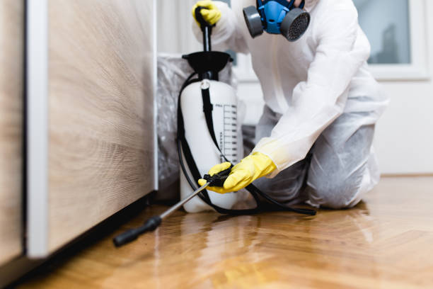 Best Wasp Removal Services  in Llano Grande, TX