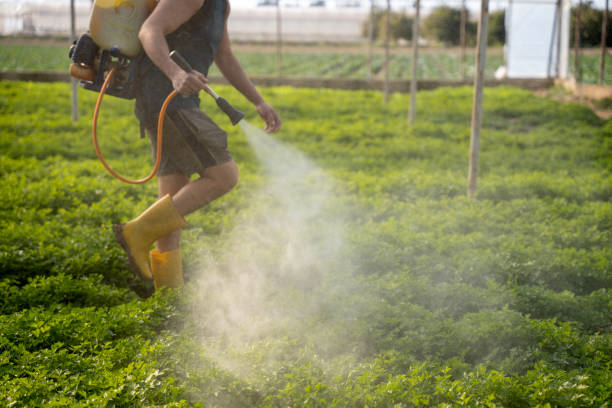Best Flea Control Services  in Llano Grande, TX